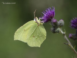 Citroenvlinder - Brimstone - Gonepteryx rhamni