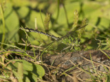 Gaffellibel - Green Snaketail - Ophiogomphus cecilia