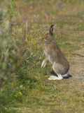 Sneeuwhaas - Mountain Hare - Lepus timidus
