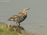 Spreeuw - European Starling - Sturnus vulgaris