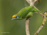 Ceylonese Baardvogel - Yellow-fronted Barbet - Megalaima flavifrons