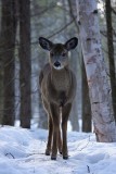 Cerf de Virginie / White-tailed Deer