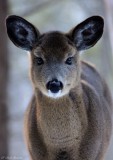 Cerf de Virginie / White-tailed Deer