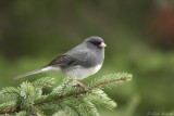 Junco ardois / Dark-eyed Junco