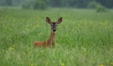 Cerf de Virginie / White-tailed Deer