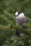 Msangeai du Canada / Gray jay