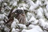 Nyctale de Tengmalm / Boreal Owl