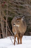 Cerf de Virginie / White-tailed Deer