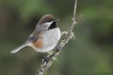 Msange  tte brune / Boreal Chickadee