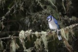 Geai bleu / Blue Jay