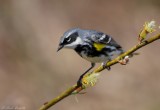 Paruline  croupion jaune / Yellow-rumped Warbler