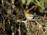 Paruline  gorge noire / Black-throated Green Warbler