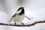 Msange  tte noire / Black-capped Chickadee