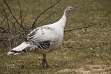 Smokey-gray (White) Turkey