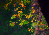 D4E_6398FallColorYosemiteNDr1.jpg