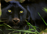 D3D_5380MelanoticLeopardTiteCropA.jpg