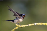 Hirondelle Rustique
