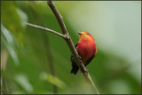 Manakin auréole 01