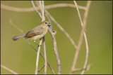 Sporophile à ailes blanches femelle