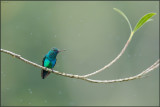 Colibri à menton bleu 01