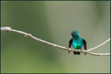 Colibri  menton bleu 02