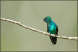 Colibri  menton bleu 06