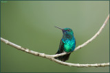 Colibri à menton bleu 14