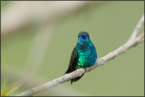 Colibri à menton bleu 15