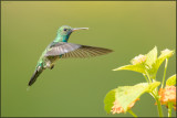 Colibri à menton bleu 34