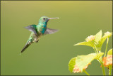 Colibri à menton bleu 35