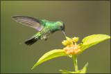Colibri à menton bleu 36