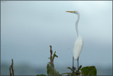 Grande aigrette 01