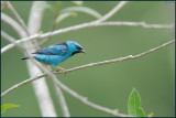 Dacnis bleu 02