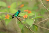 Colibri à menton bleu 26