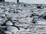 penguins? - rocks with snow