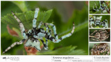Araneus angulatus  FA.jpg