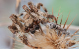 Araneus angulatus cf.0330MA-21.jpg