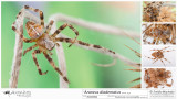 Araneus diadematus  FA.jpg