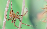 Araneus diadematus 0000FA-95360.jpg