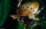 Araneus pallidus 0000Fs-0061617.jpg