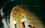 Araneus pallidus 0000Fs-0061617-2.jpg