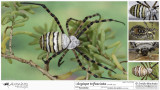 Argiope trifasciata FA.jpg