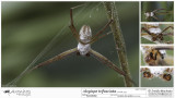 Argiope trifasciata MA.jpg
