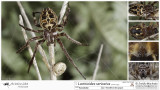 Larinioides sericatus FA.jpg