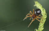 Pelecopsis 1565FA_EM94947.jpg