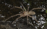 Eratigena fuesslini cf. 1063MA-10.jpg