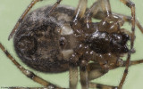 Enoplognatha 0536FA-96004.jpg