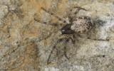 Enoplognatha 0617FA-97755.jpg