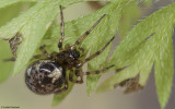 Enoplognatha mandibularis 0055FA-90333.jpg