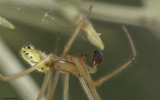 Enoplognatha ovata 0808MA-95397.jpg